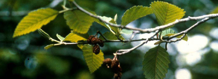 Red alder leaves and female "cones"