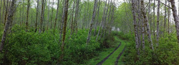 Red alder plantation in the Oregon Coast Range